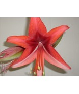SR 15 Amaryllis seed Bogota dried, refrigerated Hippeastrum ready to send - $25.90