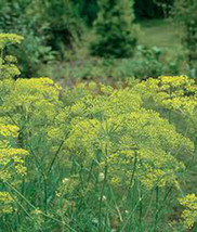 Dill Seed, Mammoth Long Island, Heirloom, Organic, Non Gmo, 25+ Seeds, Spice - £1.97 GBP