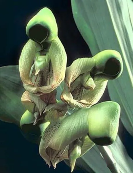 25 Seeds Holy Ghost Orchid Flower Exotic Tropical Houseplant Garden