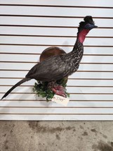 crested guan (Penelope purpurascens) Taxidermy Bird Mount - £942.72 GBP