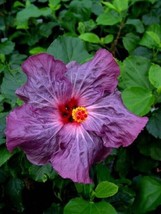 From US 20 Purple Hibiscus Seeds Flowers Flower Seed Perennial Bloom 450 - £8.48 GBP