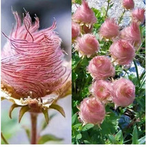 GIB 25 Seeds Easy To Grow Pink Prairie Smoke Flowers - £7.03 GBP