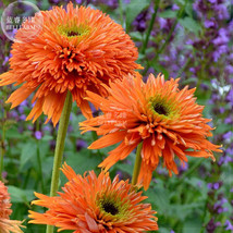 Echinacea Colorburst Orange Bonsai Coneflowers 200 Seeds Seeds Perennial Fragran - £7.60 GBP