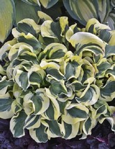 RJHosta Seeds - Variegated Foliage Plant with White, Yellow &amp; Green Striped - $6.45