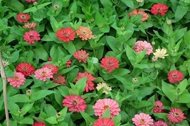 Sell Store 250 Exquisite Zinnia Elegans Changes Color Red Pink Pale Pink Flower  - £7.47 GBP