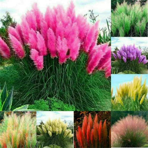 100+ Pcs Pampas Mix Color Grass Seeds Cortaderia Selloana Seeds Rare Plants Deco - £14.32 GBP