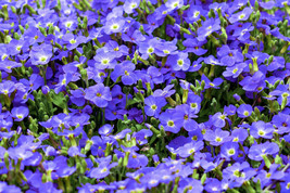 50 Creeping Blue Speedwell / Veronica Repens Flower Seeds Garden Fresh USA Shipp - £11.81 GBP