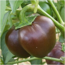 Chocolate Beauty Bell Pepper Non-Gmo Heirloom Variety Sizes - $7.96