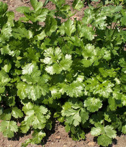 500 Coriander Seeds Coriandrum Sativum Cilantro Herb Fresh Garden USA Shipping - $14.25