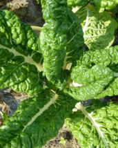 Simple Pack 50g  seed Herb Swiss chard fordhook giant - £15.93 GBP