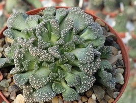 Titanopsis calcarea 20 seeds Rare Cactus Living Stones Succulent - £5.11 GBP