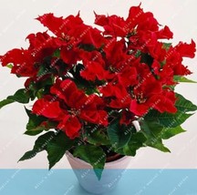 Poinsettia Euphorbia Pulcherrima Potted Plant Seeds Red Flowers Garden U... - £7.58 GBP