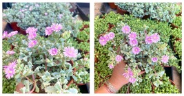 Live Plant - Pink Iceplant Succulent - Oscularia Deltoides - Drought Tol... - £33.66 GBP