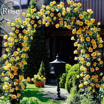 Heirloom Big Blooming Yellow Turbine like Climbing Rose  50 seeds  easy ... - $5.67