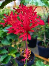 PATB CHINESE LANTERN Rooted Hibiscus Schizopetalus Starter Plant Bare Root - £23.02 GBP