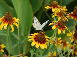 Bloomys 1000 Seeds Clasping Yellow Coneflower Seeds Native Wildflower Po... - $10.38