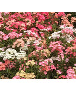 Phlox Pastel Colors Spring Blooms Heirloom Native Usa Full Sun 400 Seeds... - £7.83 GBP