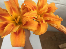 ORANGE DOUBLE BLOOM Daylily 3 fans/root systems - £4.78 GBP