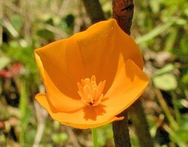 1001+ Dwarf Tufted California Poppy Flower Seeds - $17.85