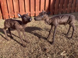 Rare Real Baby Caribou Taxidermy Soft Mount - Posable - $2,500.00