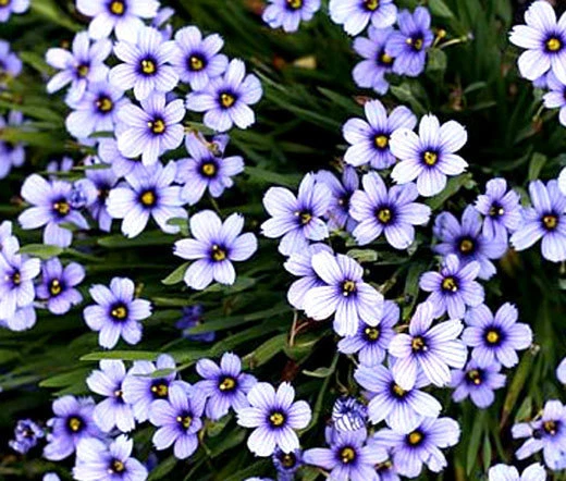 BLUE EYED GRASS Sisyrinchium Bellum - 100 Seeds - $18.88