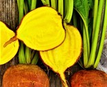 Golden Detroit Beets 50 Seeds Non-Gmo Fast Shipping - $7.99