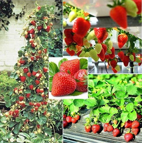 Middle-sized Red Climbing Strawberry Fruits, tasty sweet juicy fruits, 100 Seeds