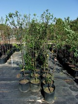 AU RUBRUM PLUM 4-6 FT Fruit Tree Plant Healthy Trees Sweet Plums Produce Plants - £76.26 GBP