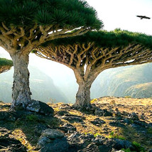 FROM USA 20 Dragon&#39;s Blood Tree Seeds (Dracaena draco) Exotic Canary Island Palm - $20.45