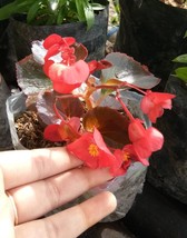 50X Seeds Red Wax Begonia Flower Seeds Plant For Your Home Garden OSAM - £15.80 GBP