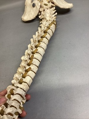 Resin Human Vertebral Column with Pelvis Skeleton Model Medical Anatomical Spine Item image 12
