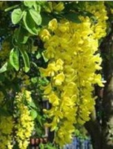 100Pcs Golden Chain Tree Seeds Laburnum Anagyroides Yellow Flower Fresh Seeds - £5.02 GBP