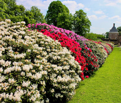 50 Mixed S Rhododendron Spp Mixed Colors Flower Sun Shade Bush Shrub Seeds Fresh - £8.49 GBP