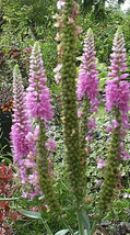 Pink Veronica Longifolia 101 Seeds Long Leaf Speedwell Hardy Fresh Garden - $13.69