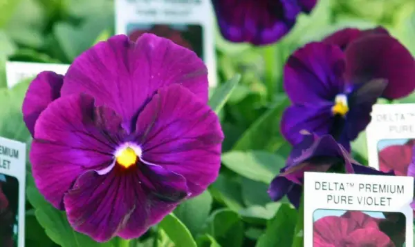 50 Pansy Seeds Delta Premium Pure Violet Fresh - $12.00