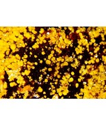 TYUYAMUNITE - Carnotite Group - Uranium - Butler #2 Mine, Garfield Count... - $2,815.65 MXN