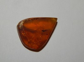 Genuine AMBER with INSECT Fossil Inclusions - Genuine Amber - Real Insec... - $9.95