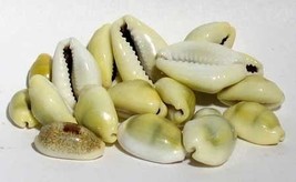 1 Lb Cowrie Shells - $1,386.17 MXN