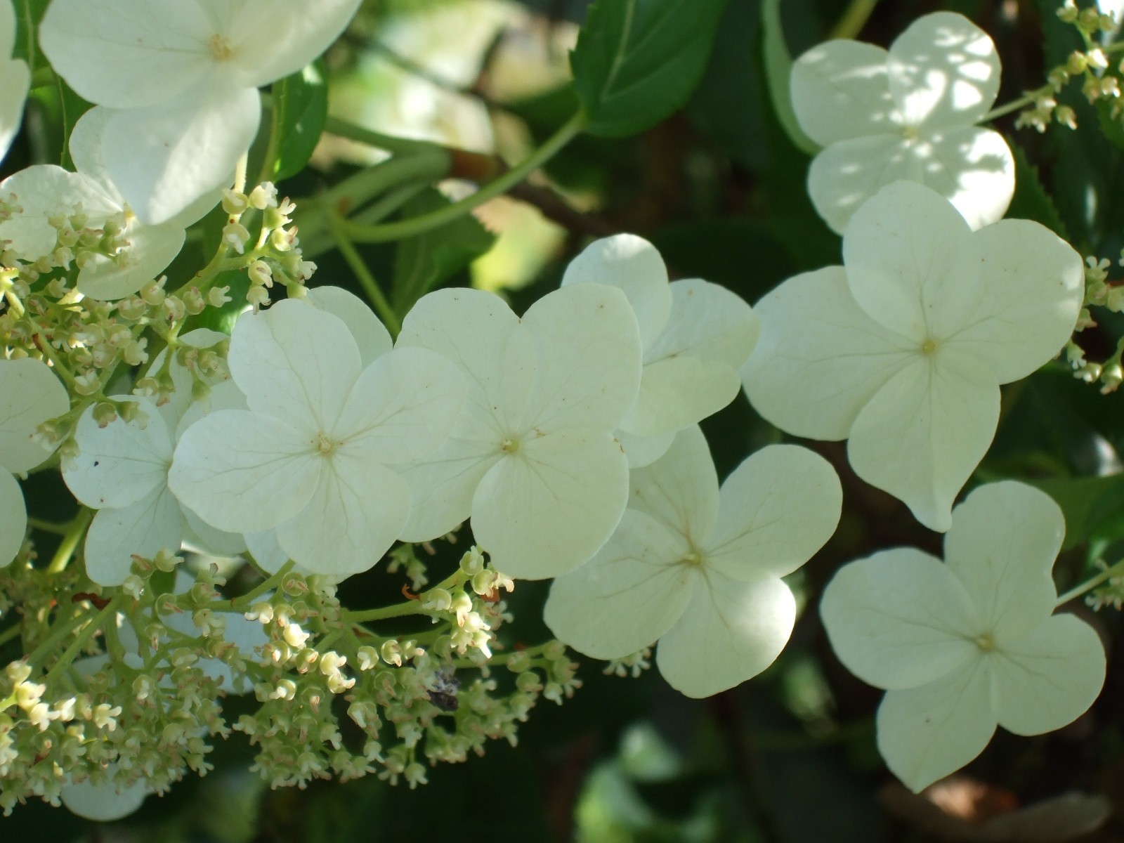 Hydrangea Anomala Petiolaris Climbing Hydrangea 5 seeds Fresh Gardening - $17.96