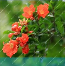 Pomegranate Flower Seeds Light Fragrant Punica Shrub Flowers Garden USA Seller - $20.00