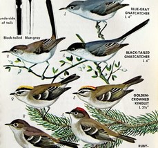 Gnatcatchers Kinglets Warbler Varieties 1966 Color Bird Art Print Nature... - $19.99