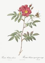 Red-Leaved Rose - Rose Tree - 1800&#39;s - Pierre Joseph Redoute - Botanical... - $11.99