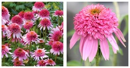 2 Starter Plants Echinacea Butterfly Kisses Pink Flowers Garden - $73.90