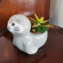 Seal Planter with Live Succulent, Stanley the Seal, Animal Planter Plant Pot image 3