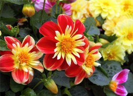 50PCS Dahlia Collarette Dandy Mix Seeds - Bright Red Flowers with Yellow Centre - £4.49 GBP