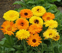 THJAR Calendula Seeds Pacific Beauty Mix 150 Ct Flower ANNUAL - $3.38