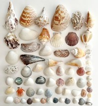 Sea Shells Maine Coast Lot Of 68 Wells Beach Bar Harbor Color/Type Variety E30 - £27.72 GBP