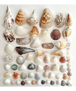 Sea Shells Maine Coast Lot Of 68 Wells Beach Bar Harbor Color/Type Varie... - £27.64 GBP