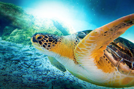 Framed Canvas Art Print Sea Turtle Swimming Up Close Sea Ocean - £31.64 GBP+