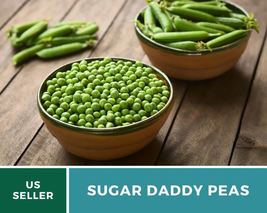 20 Pcs Sugar Daddy Peas Heirloom Seeds Stringless Peas Pisum sativum Seed - £15.32 GBP